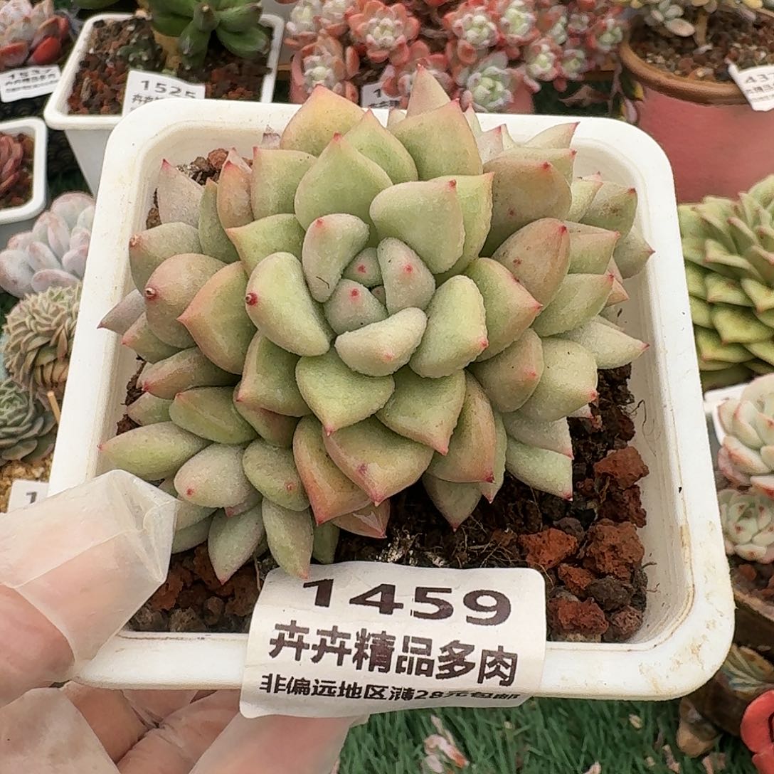 1459一物一拍（满28包邮）