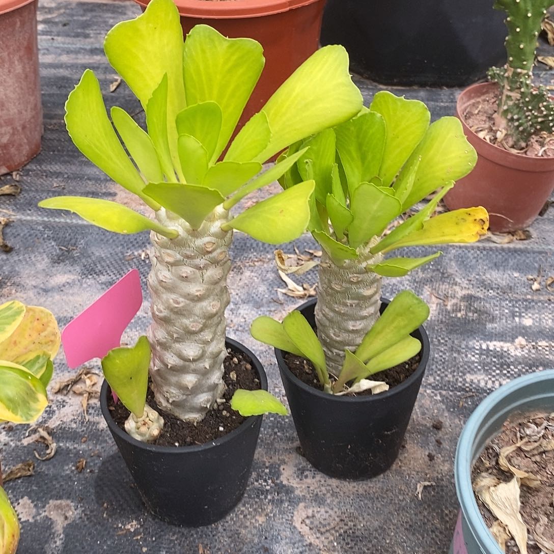 扇贝麒麟一物一拍