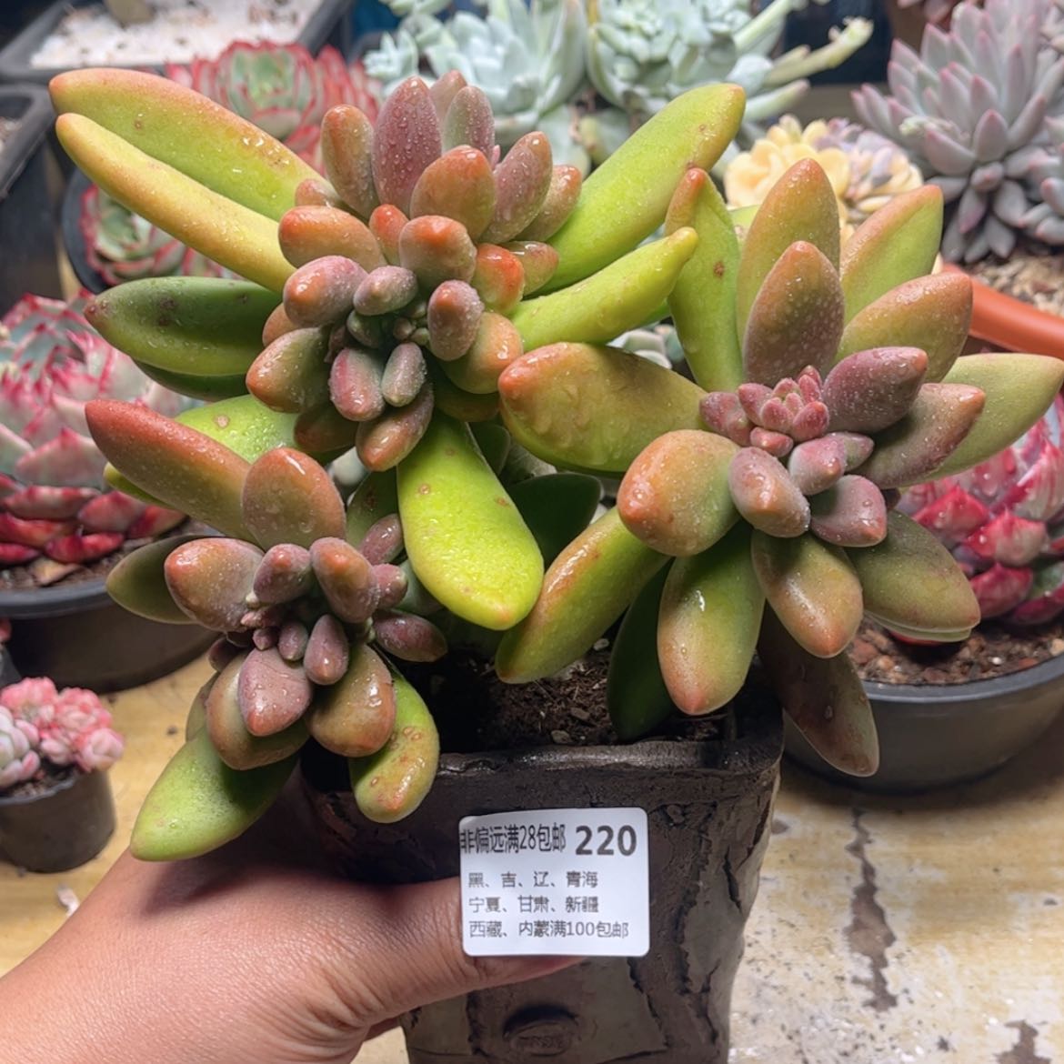 【闪购商品】220芒果奶