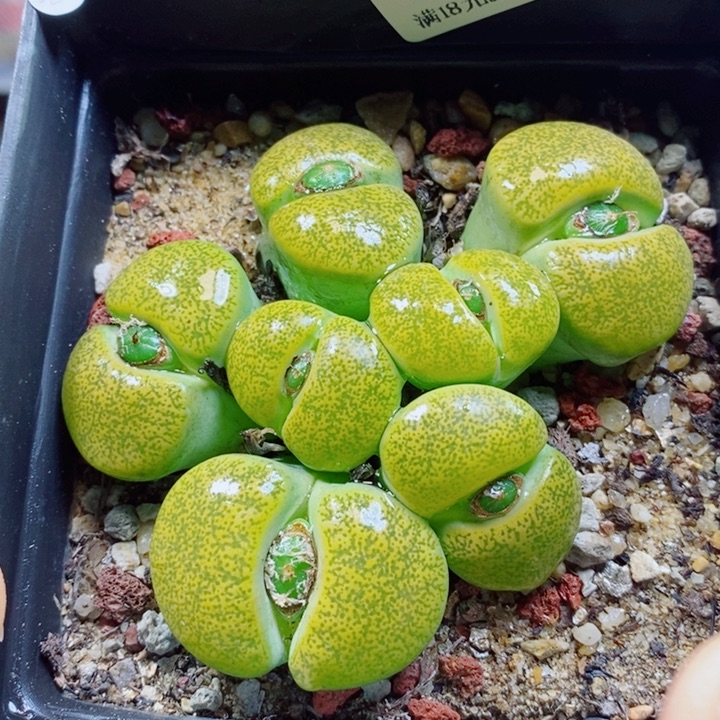 雨***點生石花花花花花花花322