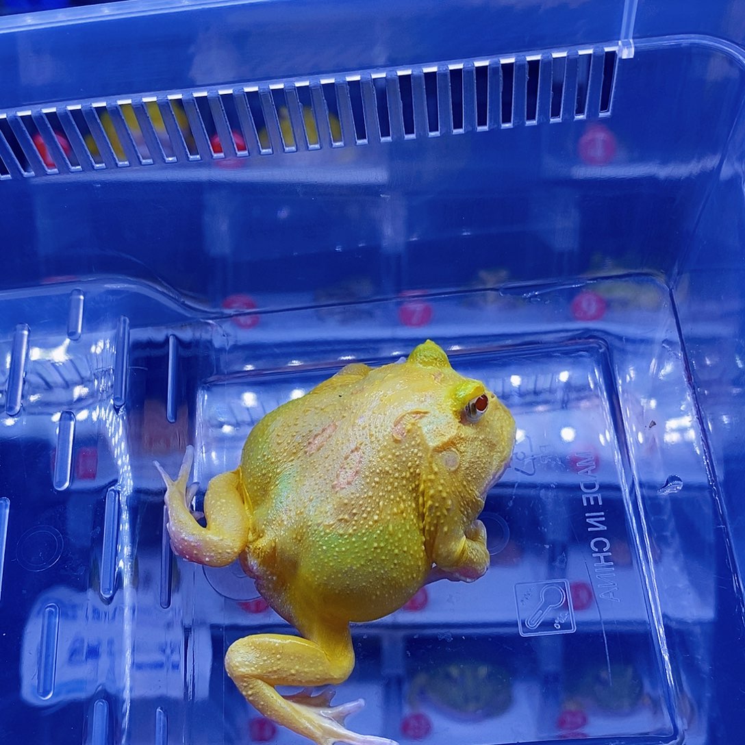 角蛙蛋黄。            