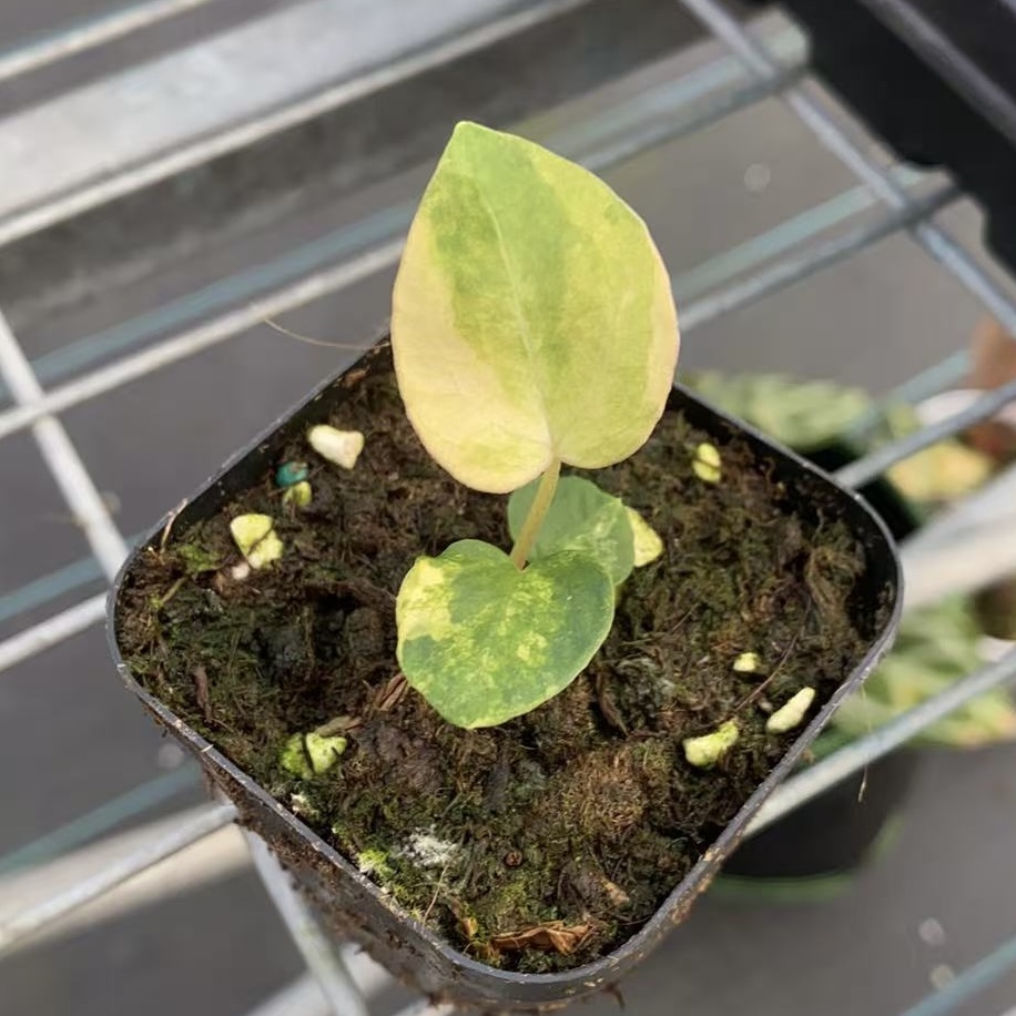 12号papi锦x草莓巧克力