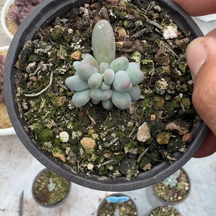 企鹅杂 叶插  一物一拍