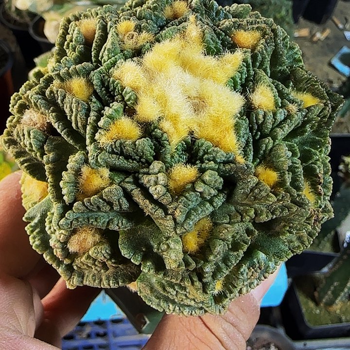 苗转龟甲牡丹214