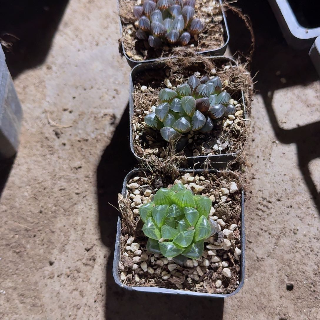 直播福利一物一拍126