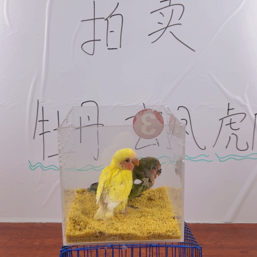 桃脸牡丹鹦鹉黄绿