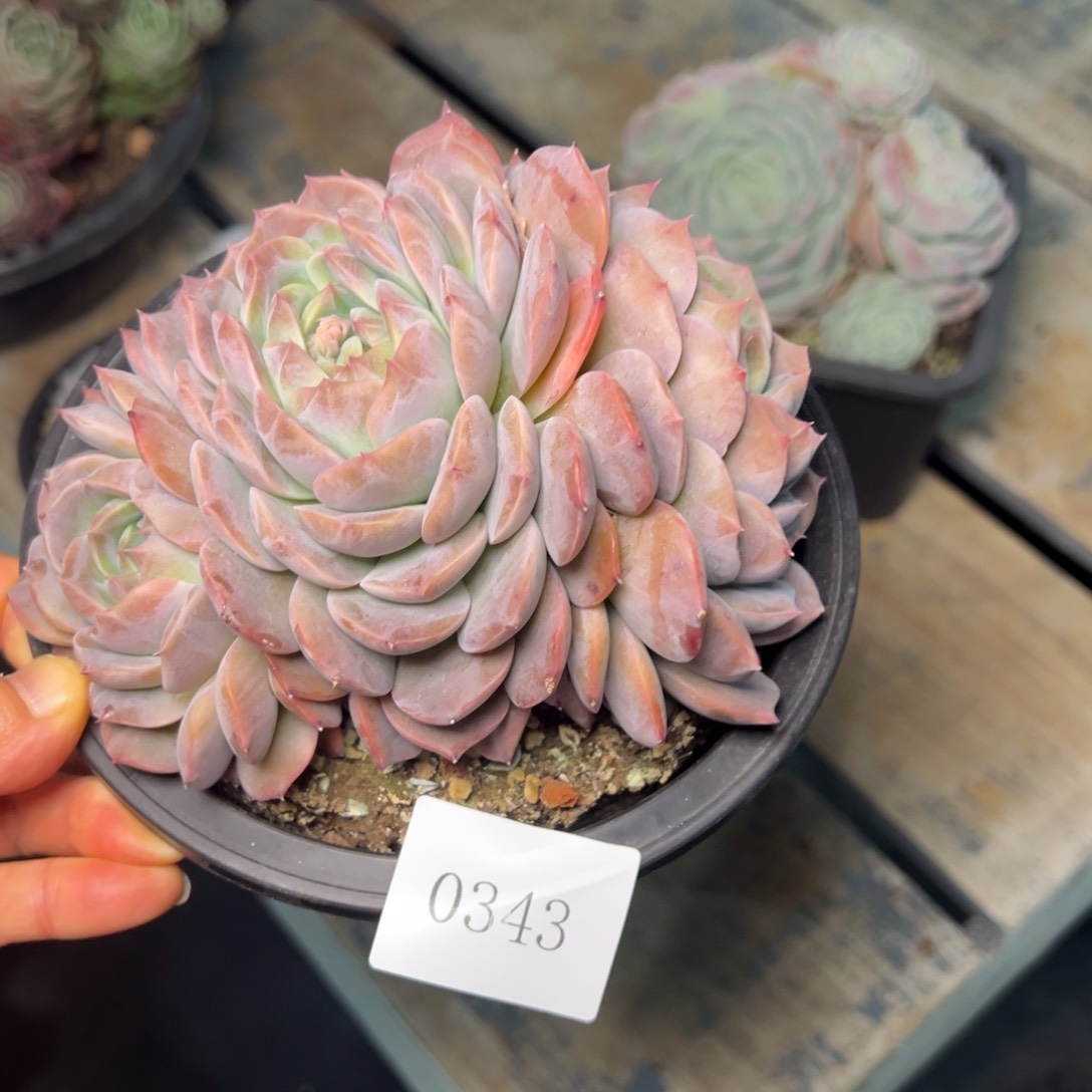 ?****0343肉多哦多么多哦