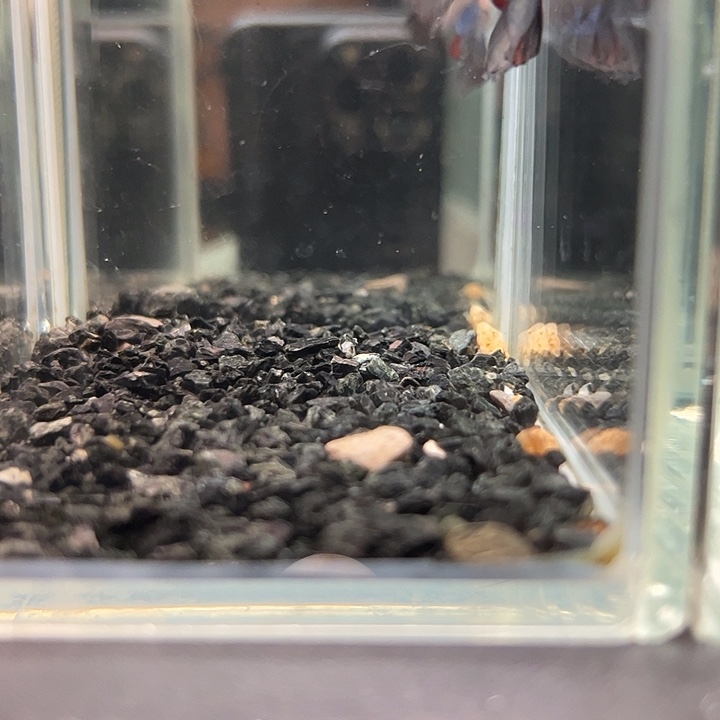 斗鱼竞拍跑单拉黑2日