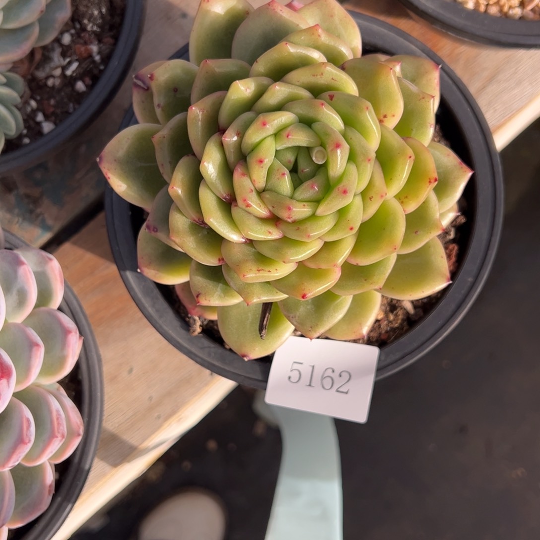 日***?5162肉肉肉肉肉肉肉肉