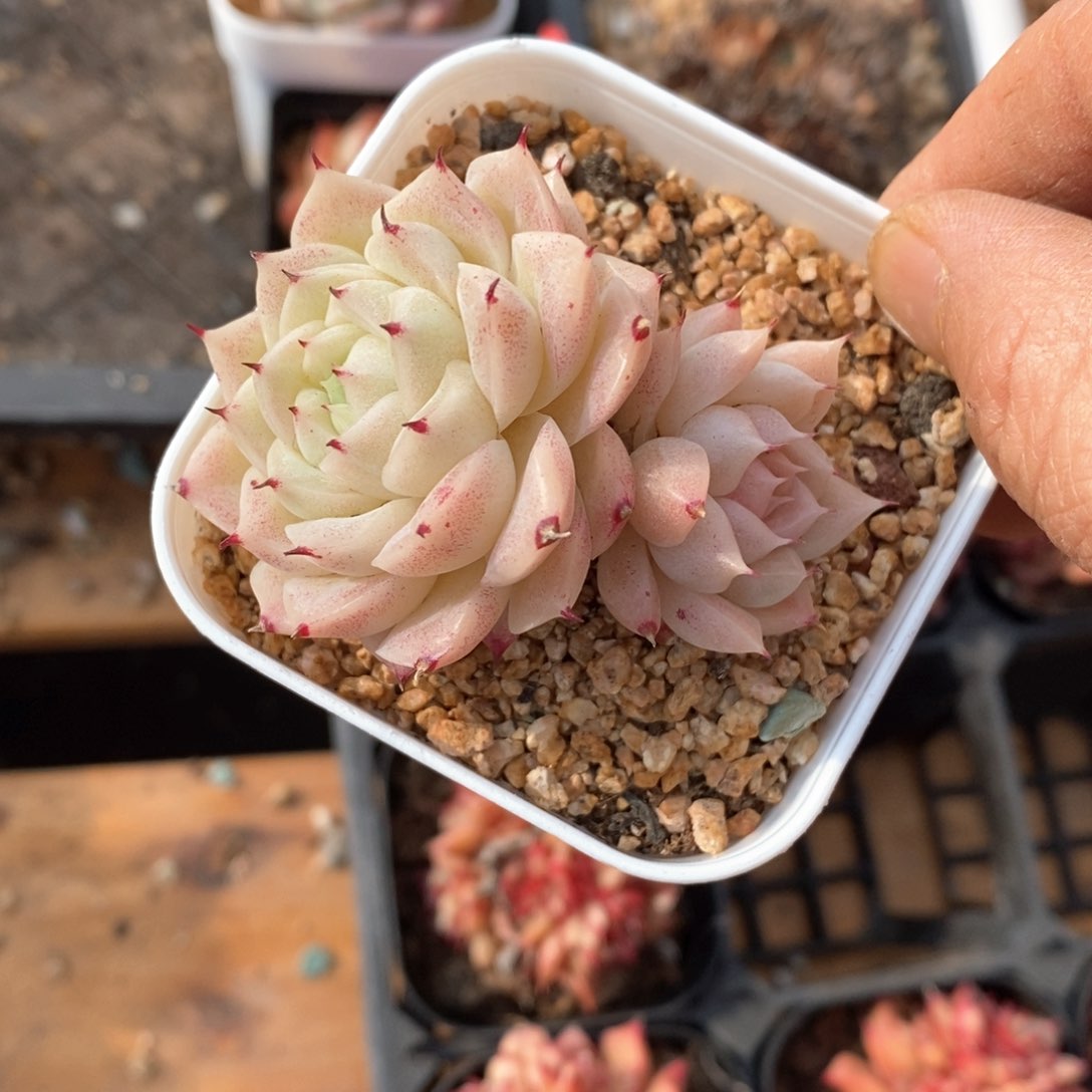 精品多肉一物一拍不包整20