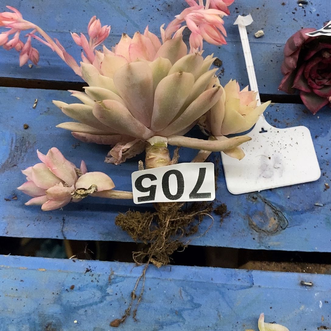 705粉蝶锦多肉植物哇啦塞