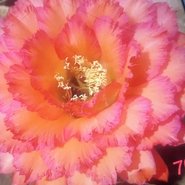 707侧芽6公分毛花柱