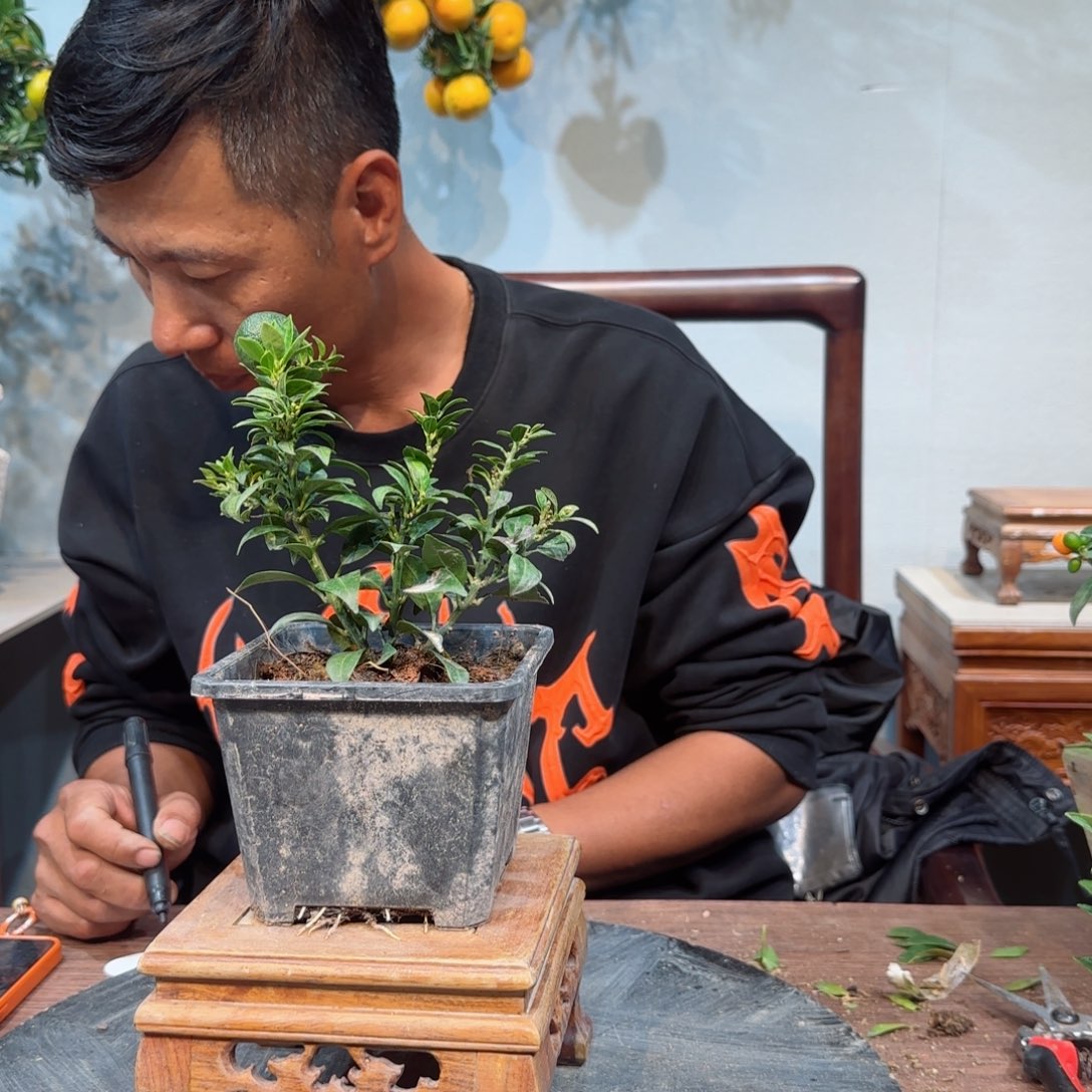 当前无花朵，栽培后可花朵楠*