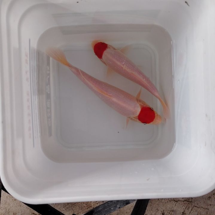 海水鱼顺丰包邮开箱包活3