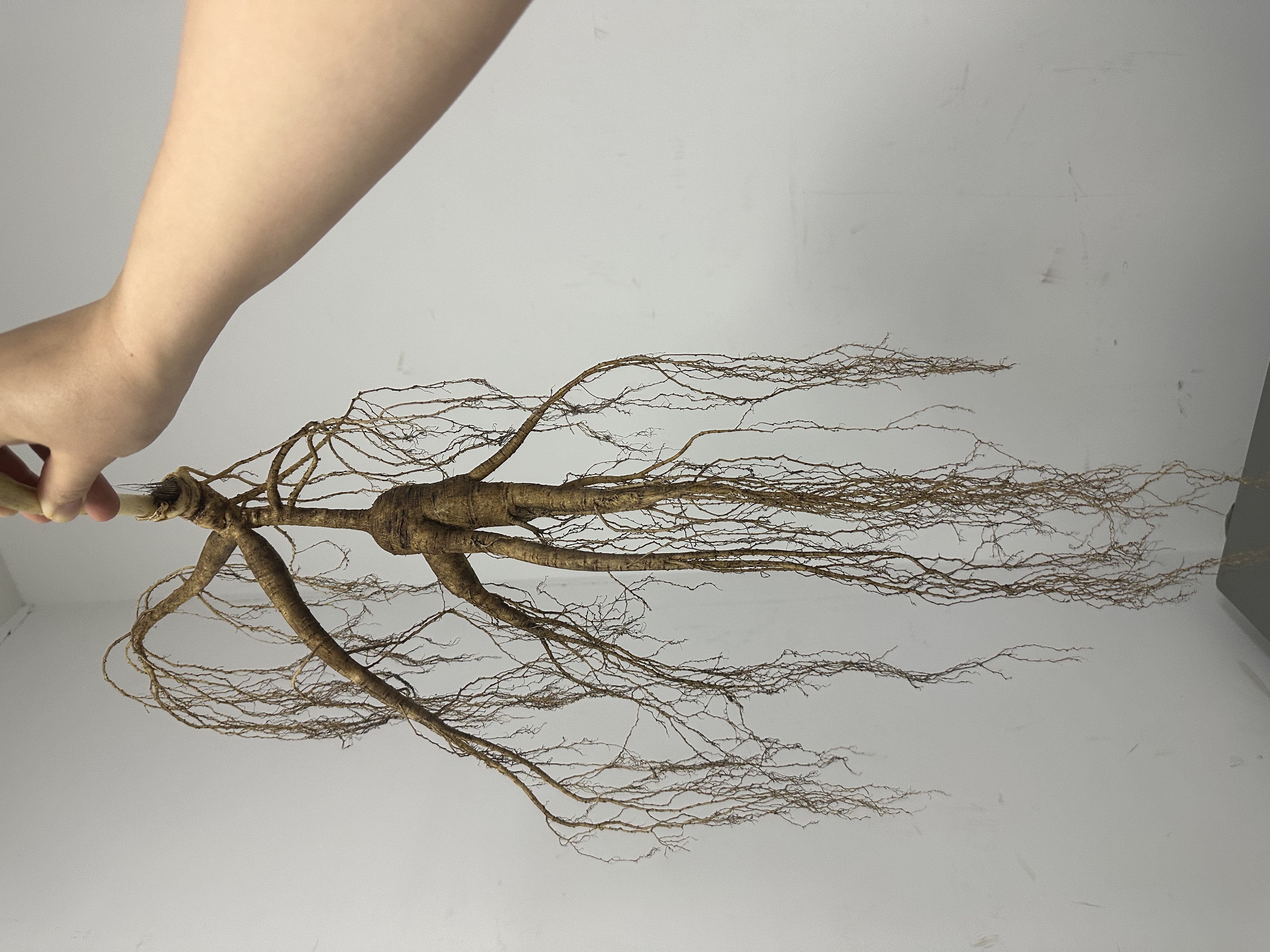 长白山林下参营养滋补可用于泡酒适合东北野山参送人