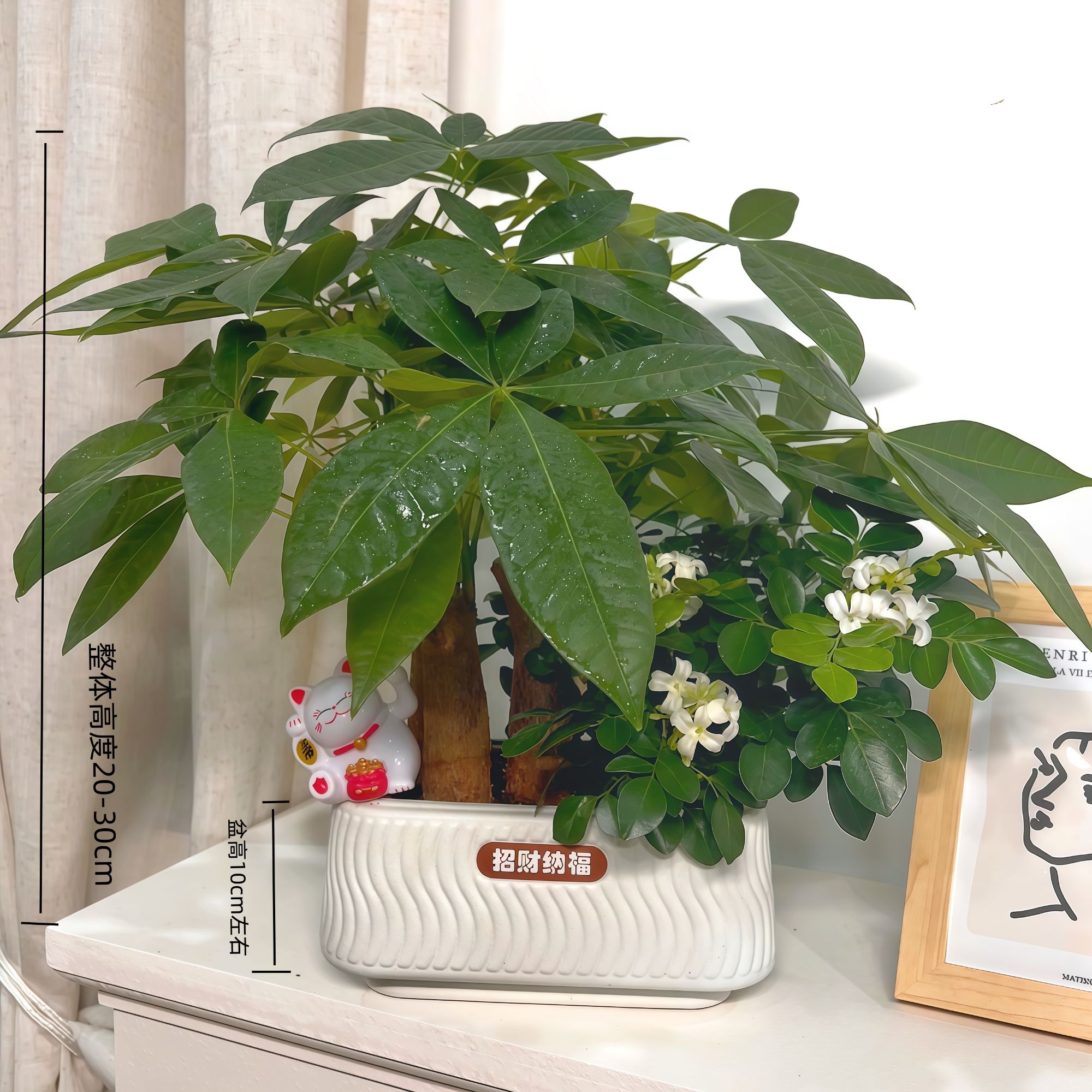 【发财树九里香组合盆栽】办公桌面乔迁开业（20~30CM）盆栽好养
