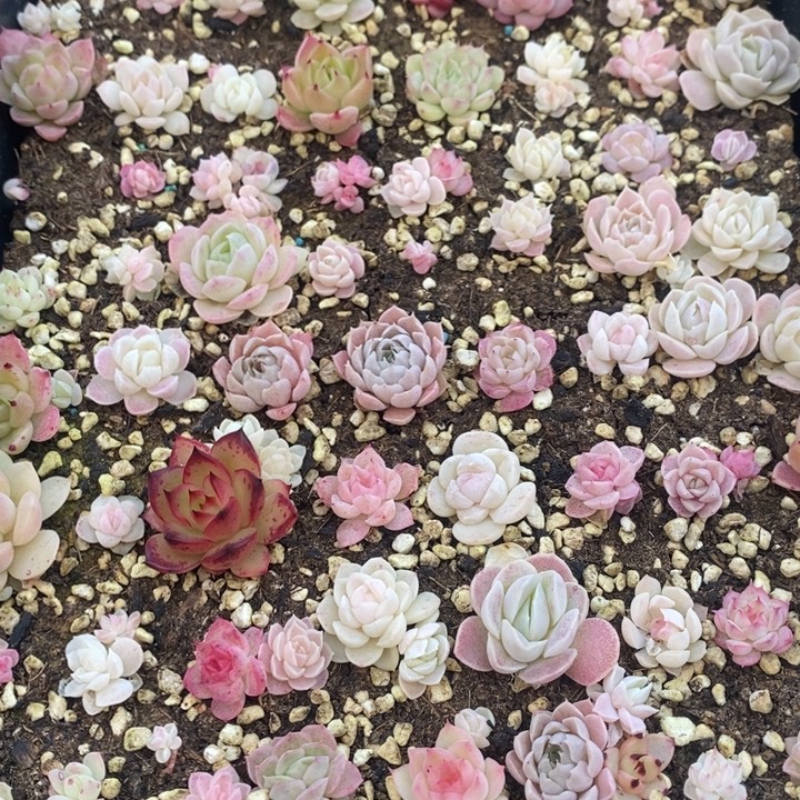 11 多肉植物盆栽花卉