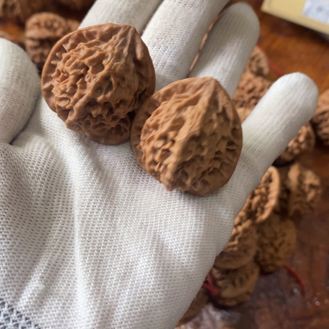 秦岭野生核桃金公子