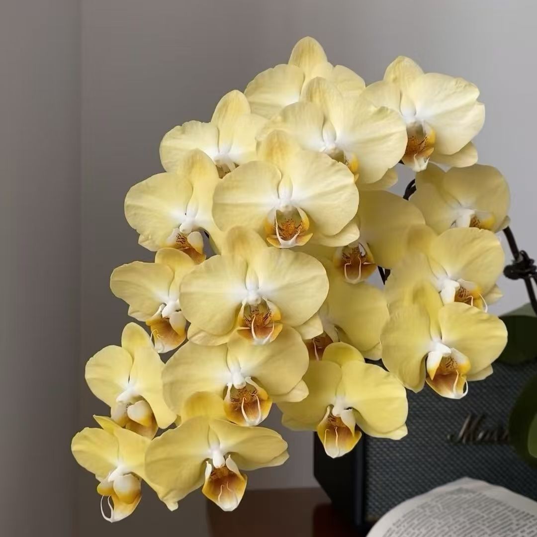 蝴蝶兰广东基地直播间专用链接直播间