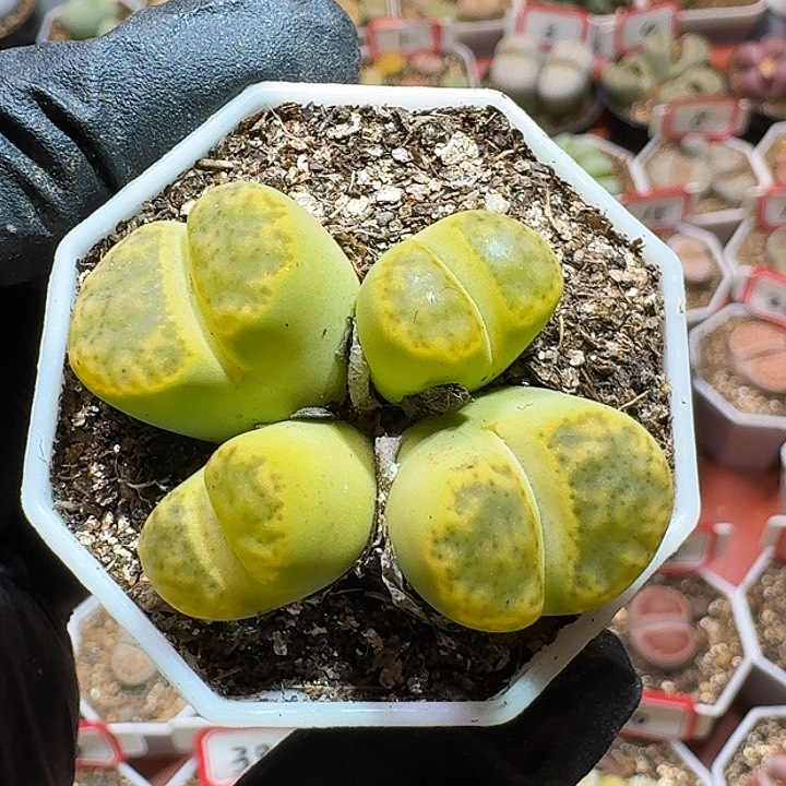 生石花233:：。  31