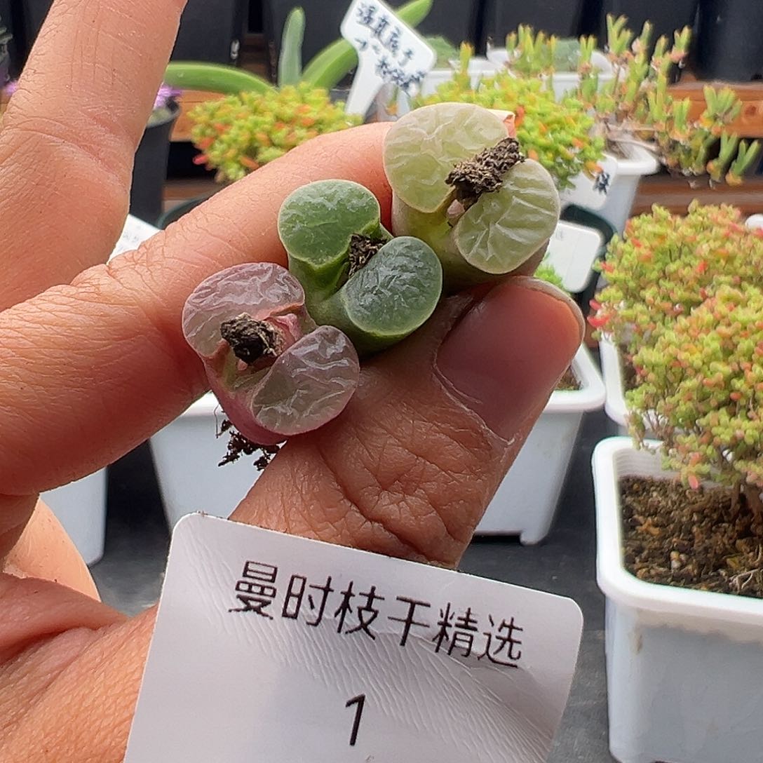 调***球1号磁铁12.27多肉