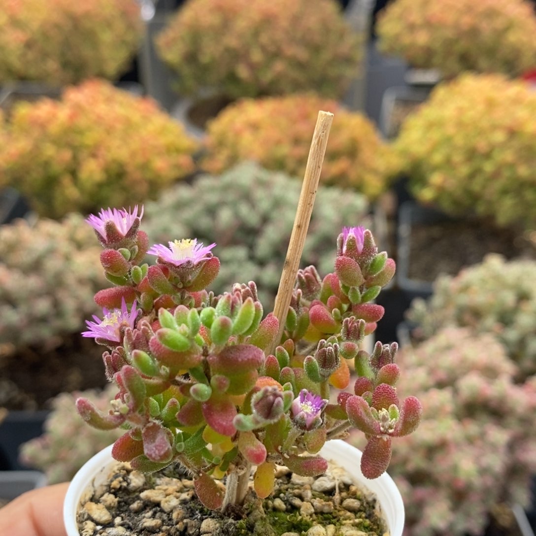 红宝石1367枝干番杏