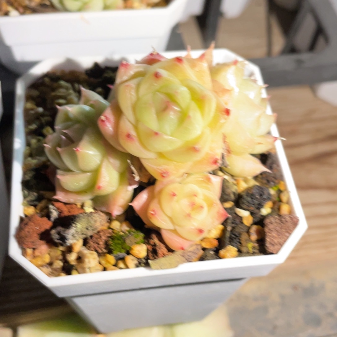 S优选麦杆多肉福利2062