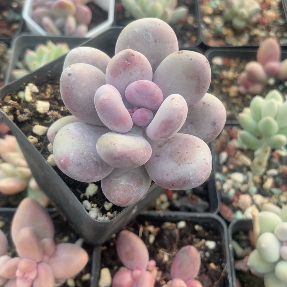 大叶奶脱土发货 7口盆