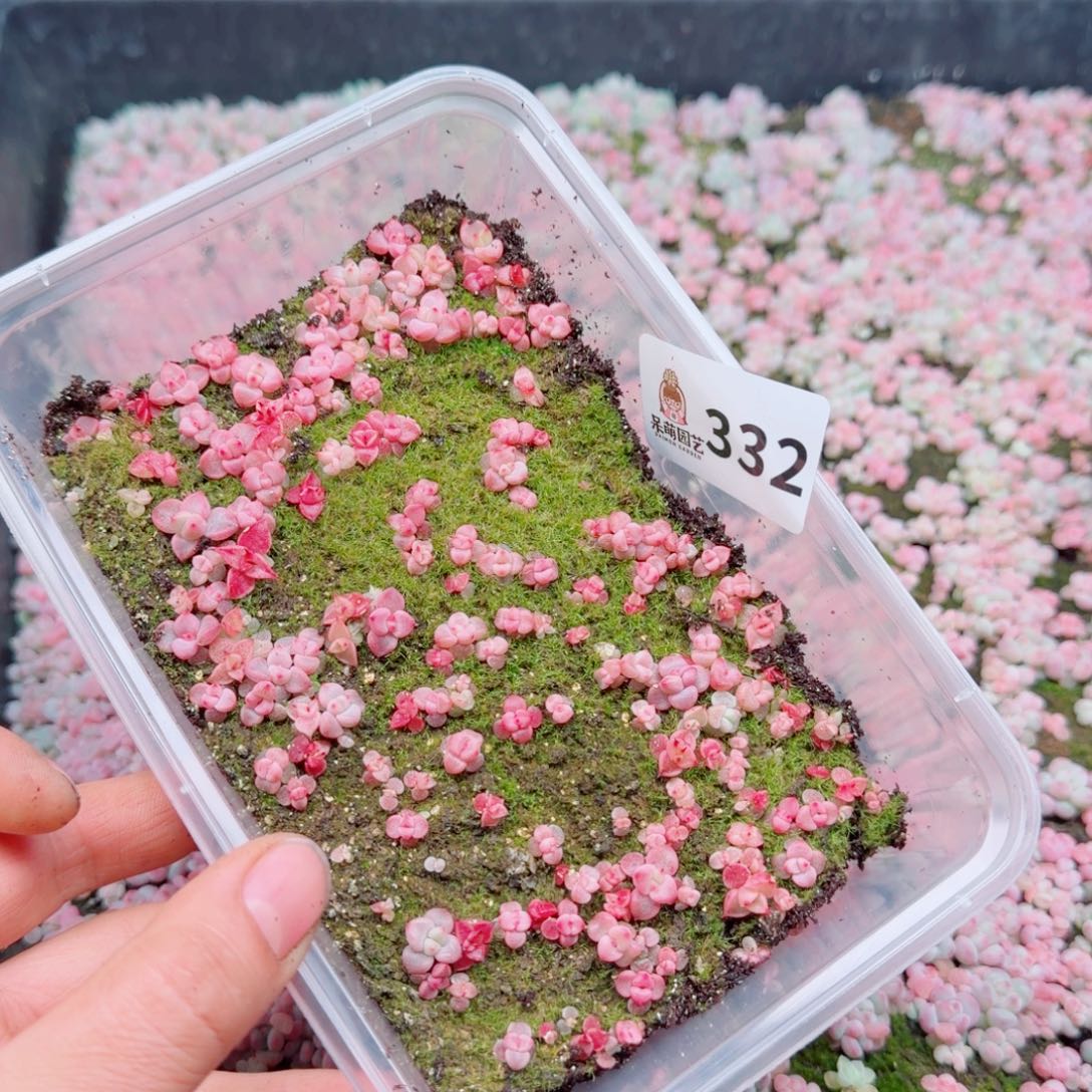 七***.多肉植物多肉植物