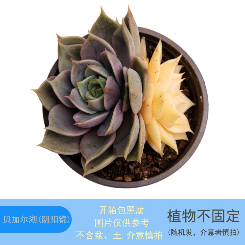 贝加尔湖拉丝锦（4-7片锦)多肉基地直发稀有自然锦高品质多肉盆栽