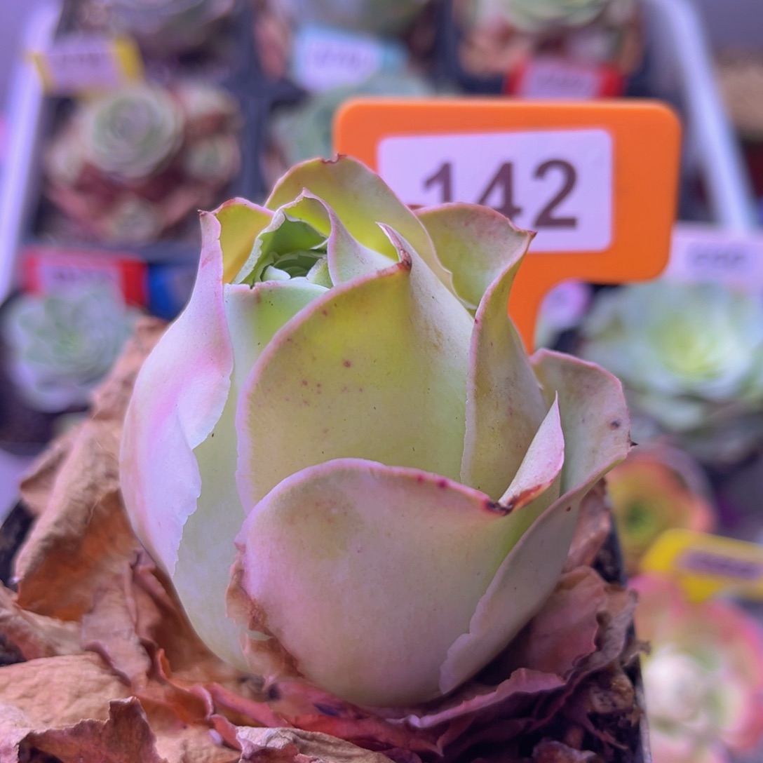 山地玫瑰水蜜桃142