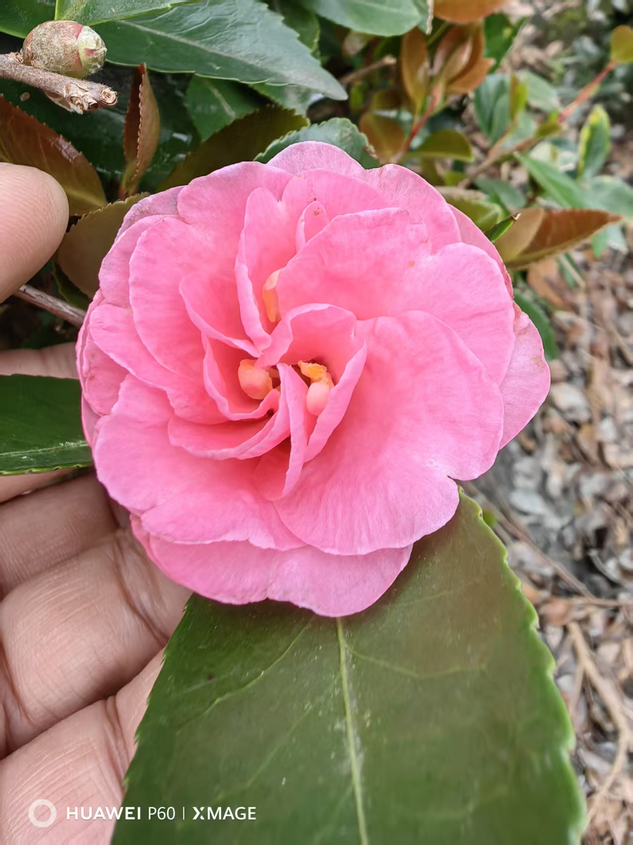 茶梅带花苞耐寒植物室外种植地栽