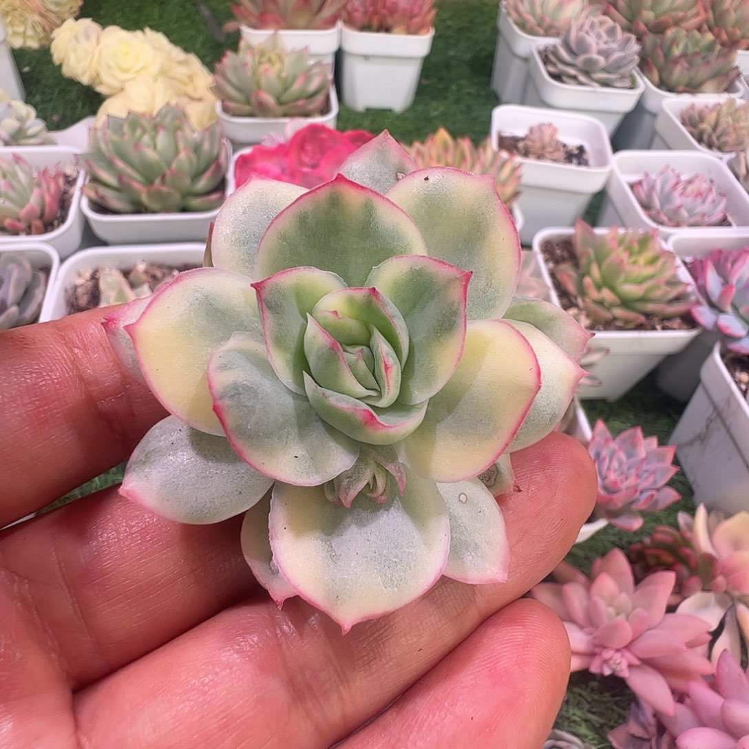 佳***乐多肉植物多肉植物