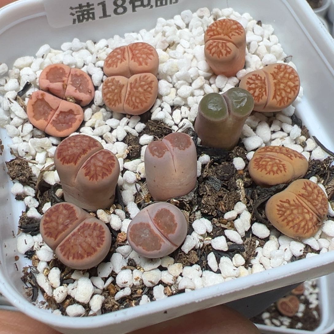 【闪购商品】 312。    