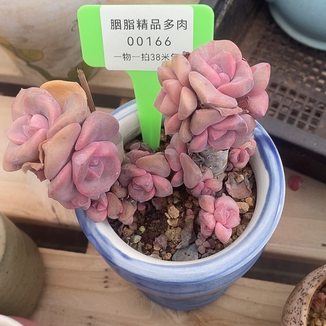 00166国际房东古宏宏不奶奶你