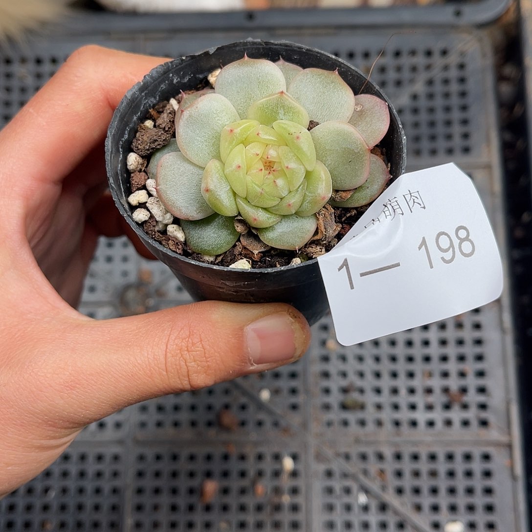 多肉一物一拍1-198