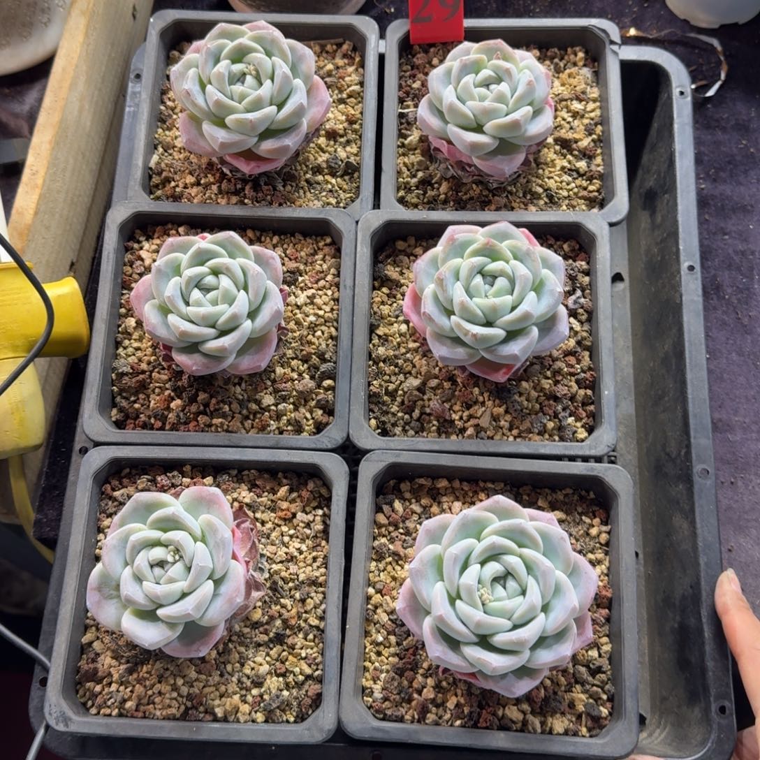 冰玉脱土发一物一拍29号