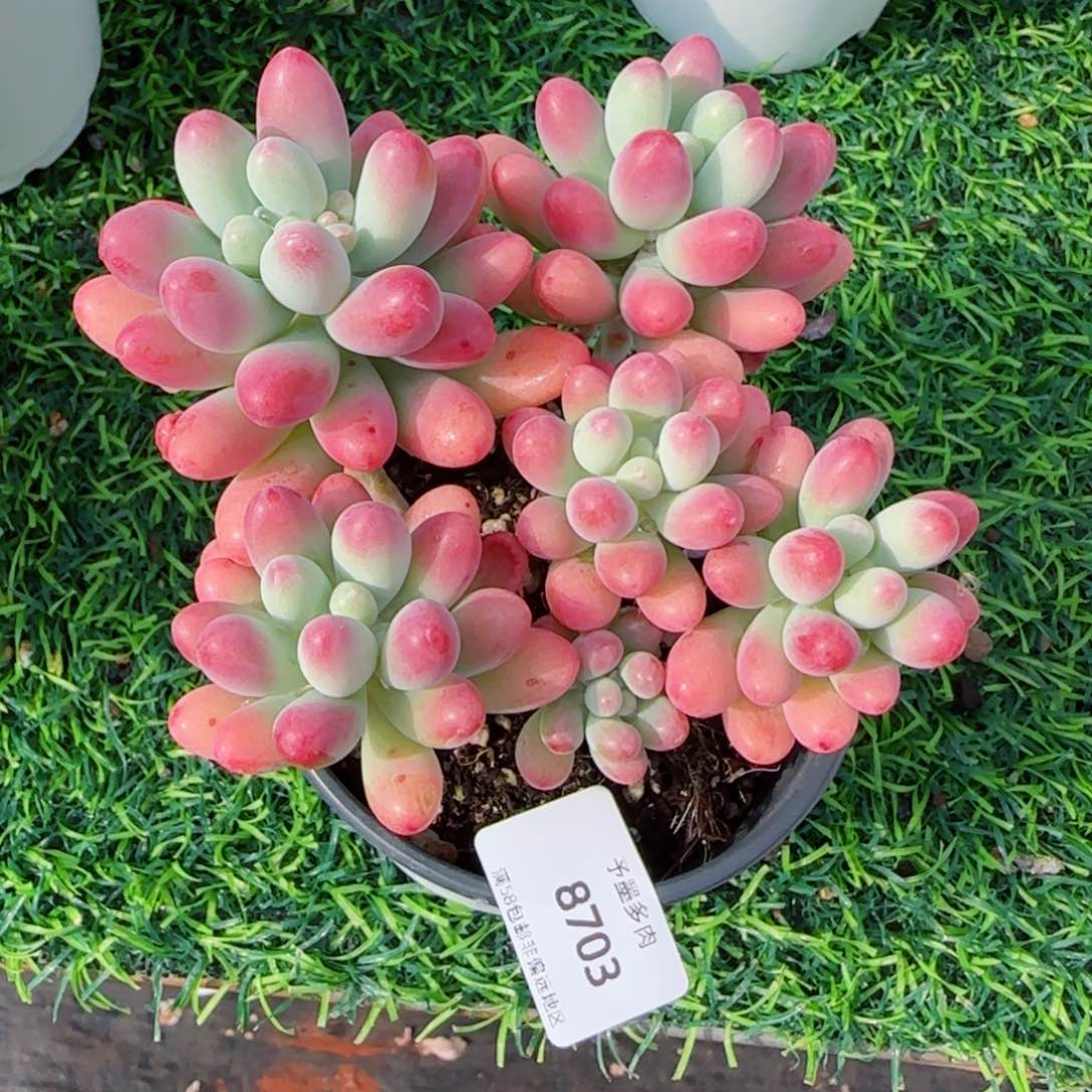 胖大星，8703多肉植物