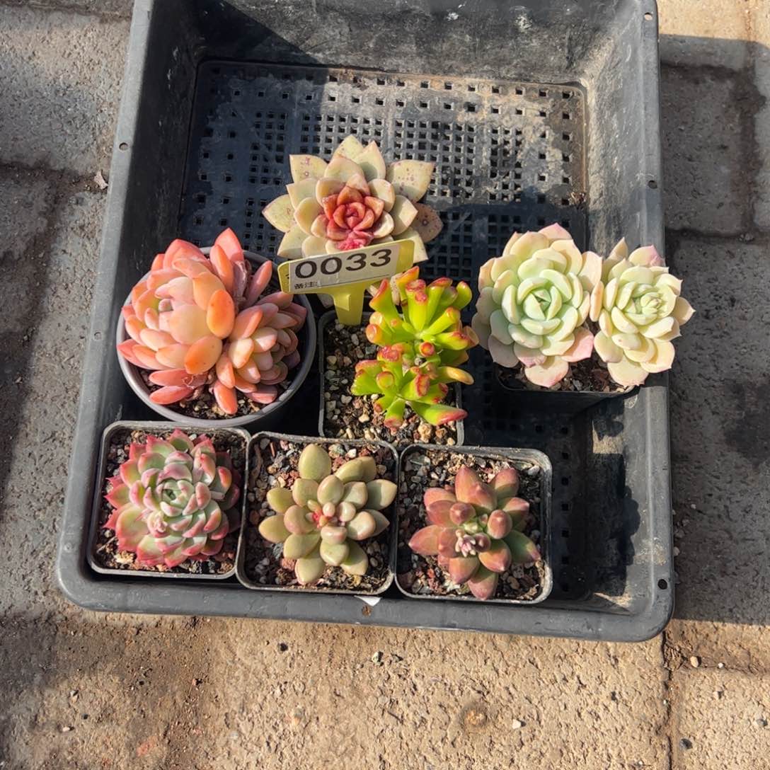 新手套餐一组包邮