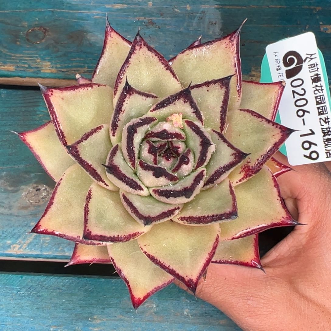 多肉一物一拍0206-169