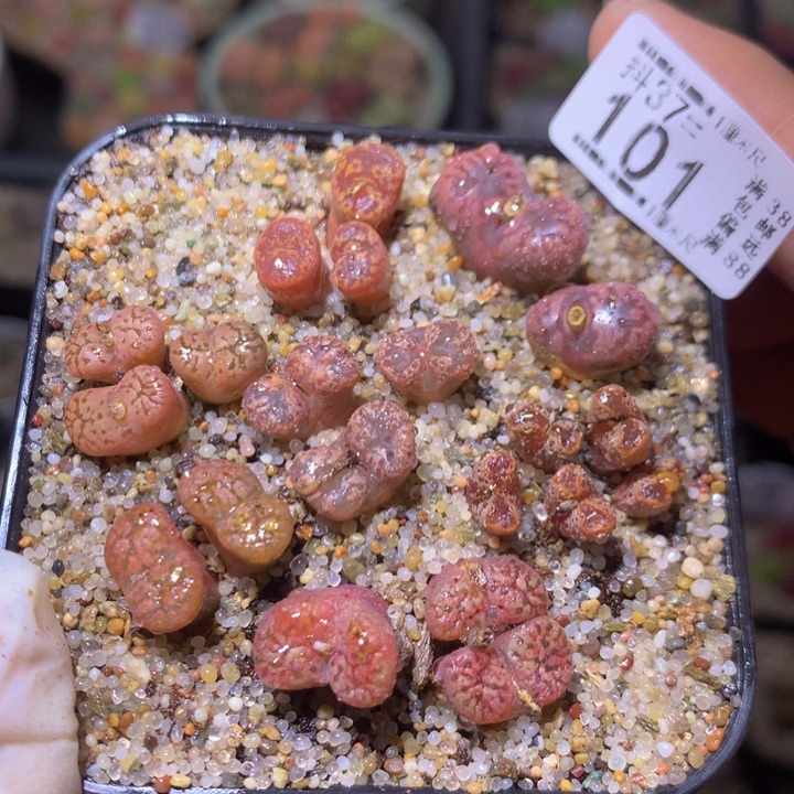 精品生石花37.101