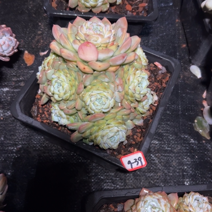 很***道精品多肉植物老桩