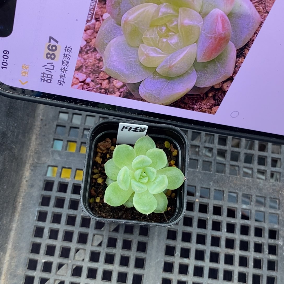 标签249甜心867一个多肉