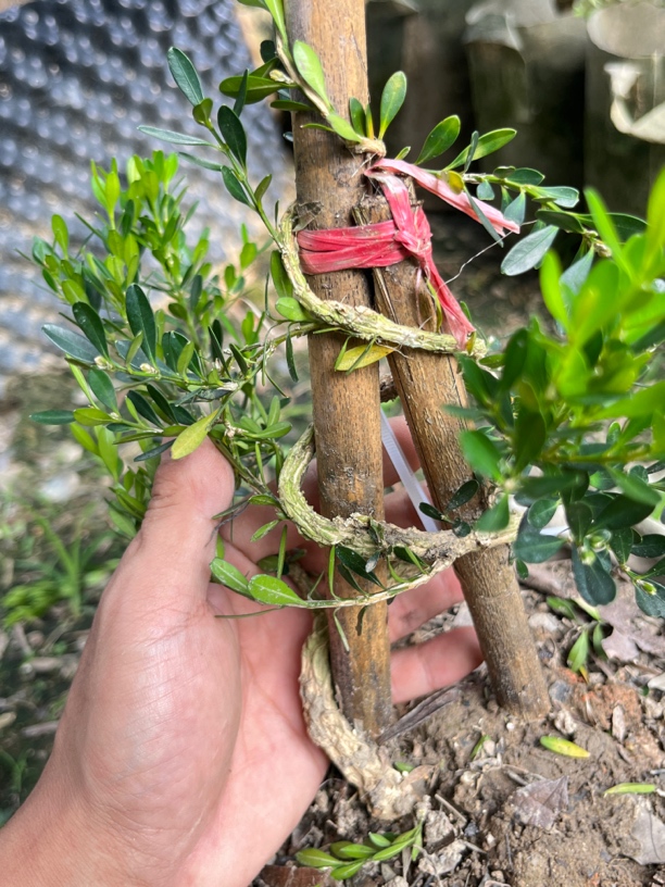 广东正宗雀舌黄杨大型盆景绿植室内客厅四季常青耐寒精品童子功苗