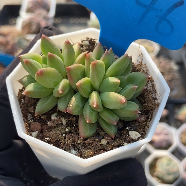 2046甲骨文多肉植物保护