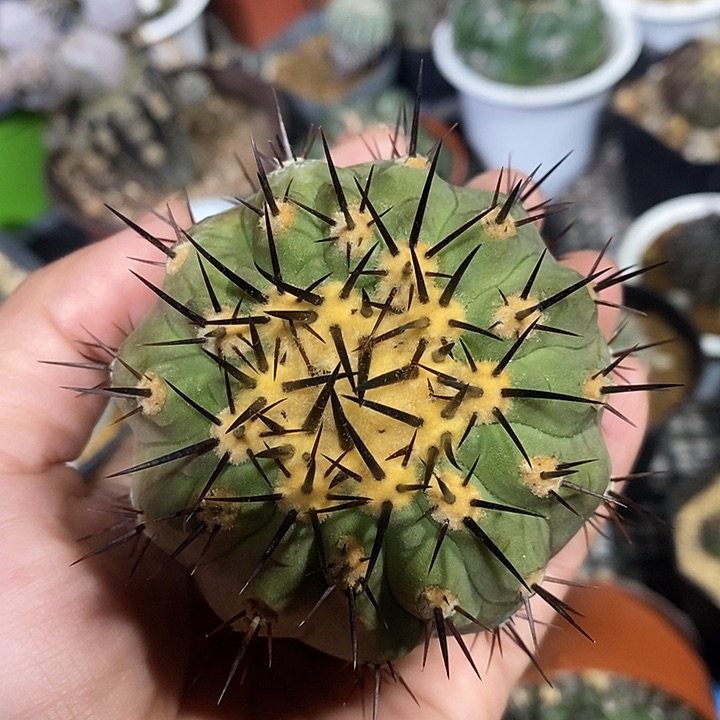 无根孤龙仙人球专拍