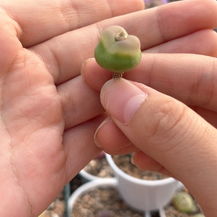 一颗极品拉登母本福利