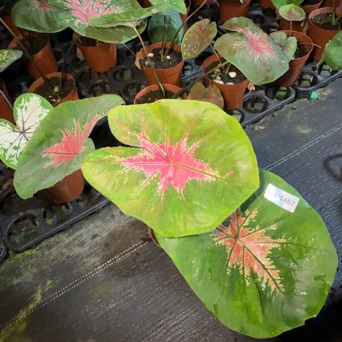 无花朵海莫寄养01487