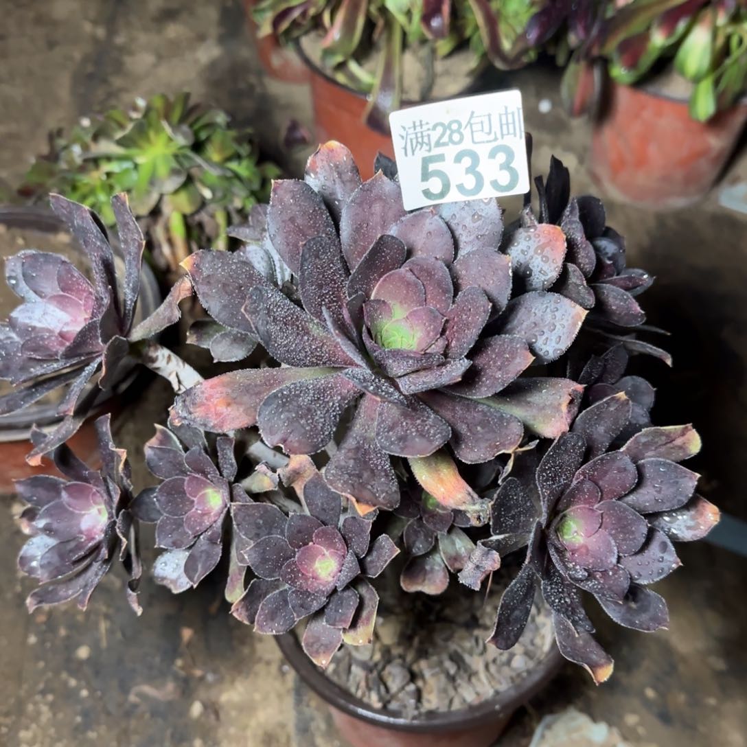 炫彩圆叶533满28包邮断枝不包