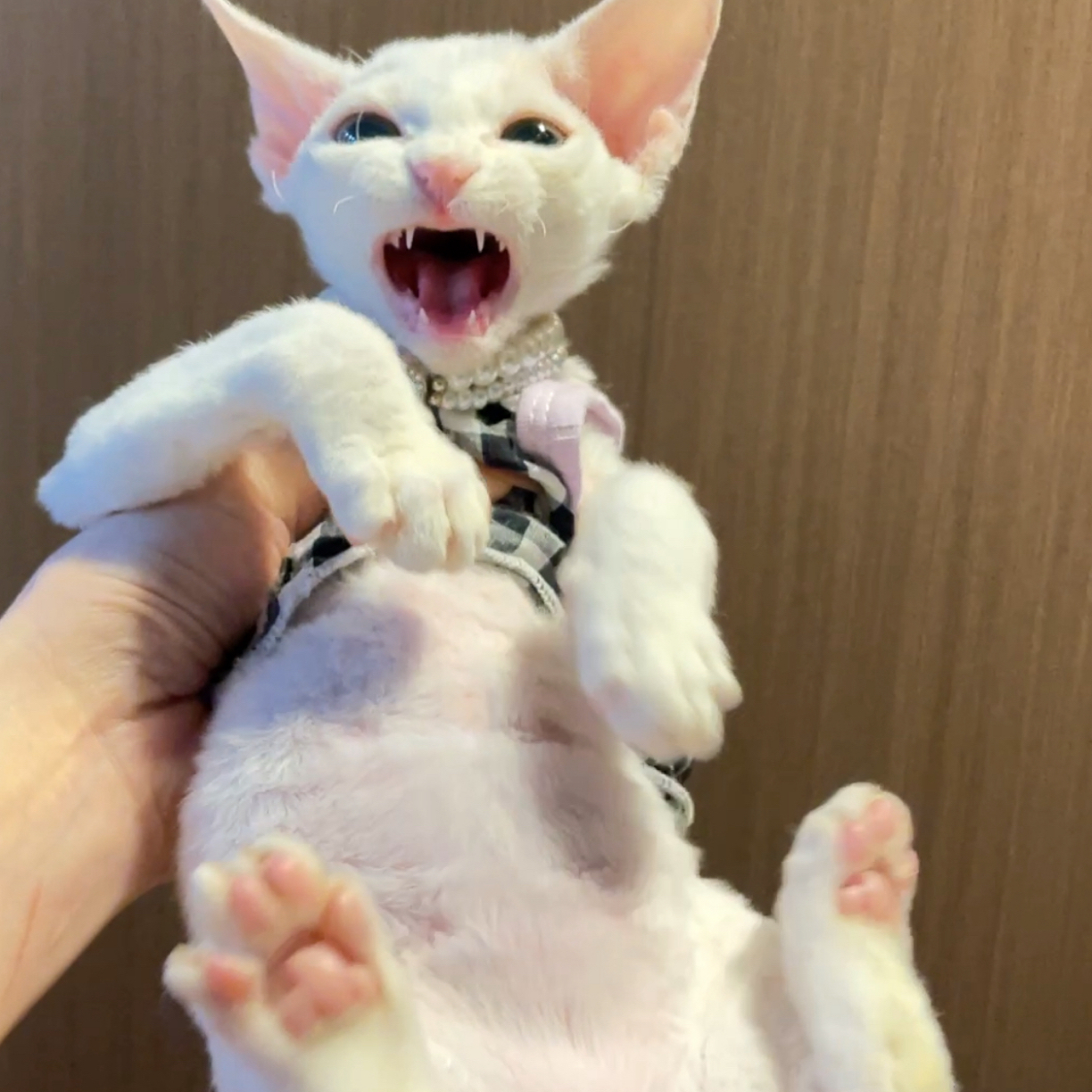 纯白妹妹德文卷毛猫